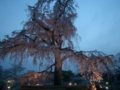 「月はおぼろに東山　かすむ夜ごとのかがり火に　夢もいざよふ紅ざくら」（祇園小唄）の枝垂桜。
戦後、「老いらくの　桜あはれと思へども　もののいのちは　せんすべもなし」（吉井勇）と哀れな姿で残っていたが、ついに、先代の枝垂桜は昭和22年に枯死。
その後、佐藤藤右衛門氏が現在の桜と育てた。