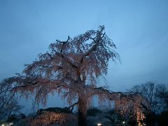 「春は花、いざ見にごんせ東山　色香あらそふ夜桜に」（頼山陽）
「清水へ　祇園をよぎる桜月夜　こよひ逢ふ人　みなうつくしき」（与謝野晶子）
「名代の枝垂れ桜で賑はふ京の祇園の夜桜ほど艶めかしい春の夜の情景は、おそらく天下にまたとあるまい。」
「薄紙を距ててこつそりと化粧をした美女の舞姿をみるやうなこの花の枝振りは、実に宇内随一の美観である。」（長田幹彦）
「見れば見るほど限りもなく美しい。位置や背景も深くあづかつてゐる。蒼く霞んだ春の空と緑のしたたるやうな東山とを背負つて名桜は小高い所に静かに落ちついて壮麗な姿を見せてゐる。夜は更に美しい。空は紺碧に深まり、山は紫緑に黒ずんでゐる。枝垂桜は夢のやうに浮かびでて現
代的の照明を妖艶な全身に浴びてゐる。美の神をまのあたりに見るとでも言ひたい。」（九鬼周造）

この枝垂桜は、旧宝寿院にあり、慶応四年の神仏分離令に従って宝寿院は廃寺となったが、そのまま残されていた。その後、明治十九年、一帯は円山公園とされ、次第に景観を整えていったが、枝垂桜はそのシンボルとして「白雲むらがるごとく白銀の瓔珞（ようらく）天より降るがごとし」と形容され、人々に賞でられてきた。（菊地昌治）