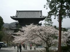 金戒光明寺は山の上の開放的なお寺。本堂も自由に拝観できます。外の階段下の山門周りは桜が見事でした。