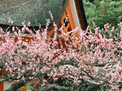 北野天満宮では梅がさかん。桜に比べて、長く楽しめます。