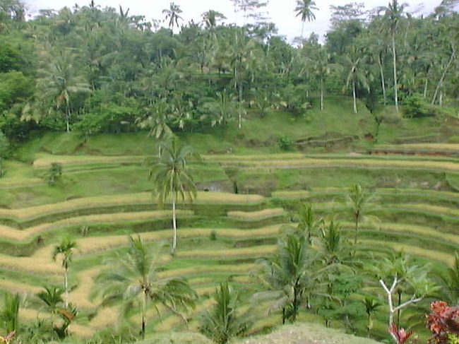 ウブドにも行きました。棚田があちらこちらに見られます。なんとなく懐かしい感を抱いたのは私だけでしょうか。