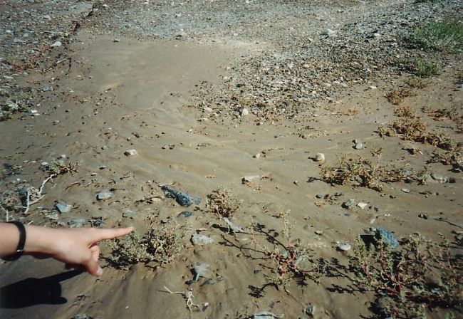 このあたりの降水量は年間 40 mm 程度とか。めったに降らない雨が、昨日降ったのだという。水の流れた跡があった。<br />あっ、何か動いた。ほらっ、そこ。トカゲ？ヤモリ？