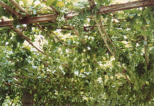 トルファンの特産品。<br />たわわに実る葡萄の棚。