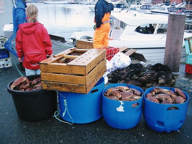 バケツいっぱいのカニ！