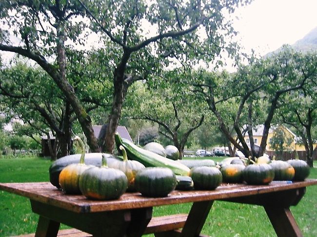 フラムのユースホステルの庭にあったカボチャ。採れたてどす。