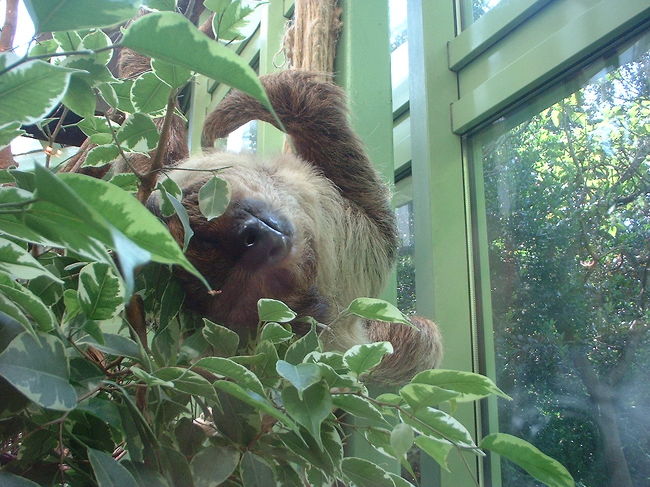 ナマケモノ発見！<br /><br />動くかと期待してずーっと前で待ってたけど、ついに動かず。どうやらお昼寝したようで。