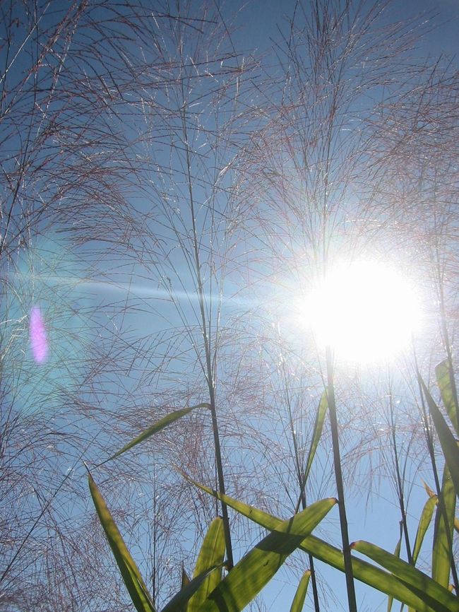 こんな植物がよく生えてます。日本でいう、ほうきを作るのに使うようです。ススキみたいで風情もある。“風情”、という言葉、日本同様、この国にも合うんだな。