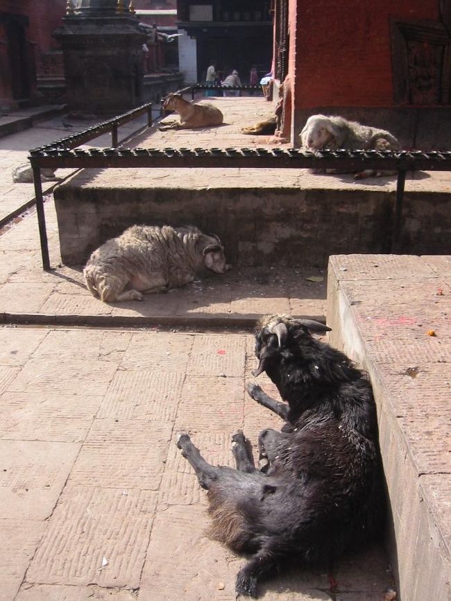 境内にいるヤギ達。みんなに大切にされてるみたいです。