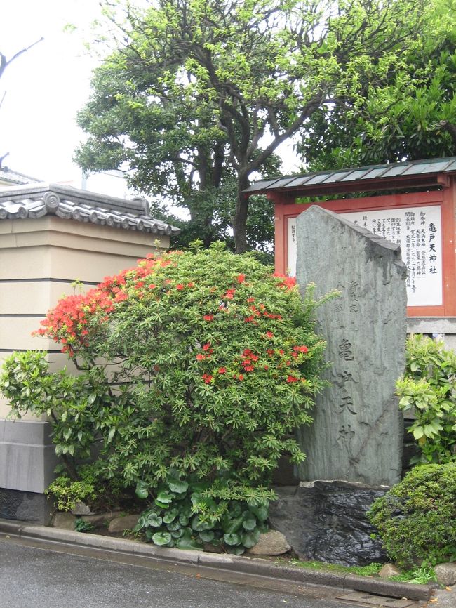 雨がしとしと。<br />悪天候の中、とぼとぼ歩いてやってきました。