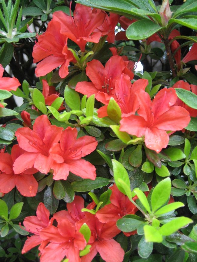 つつじがきれいです。<br />雨でも映えます。