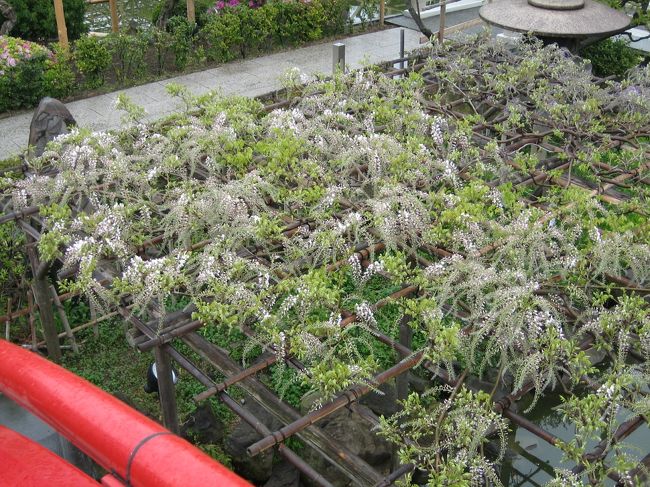 咲きはじめたばかりの藤。<br />