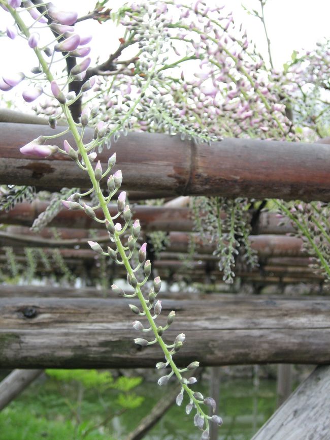 もう少しすると見ごろです。