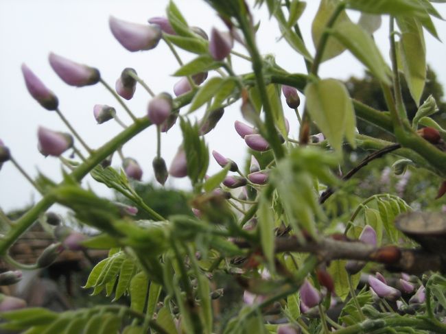 なんだか瑞ヶしい。