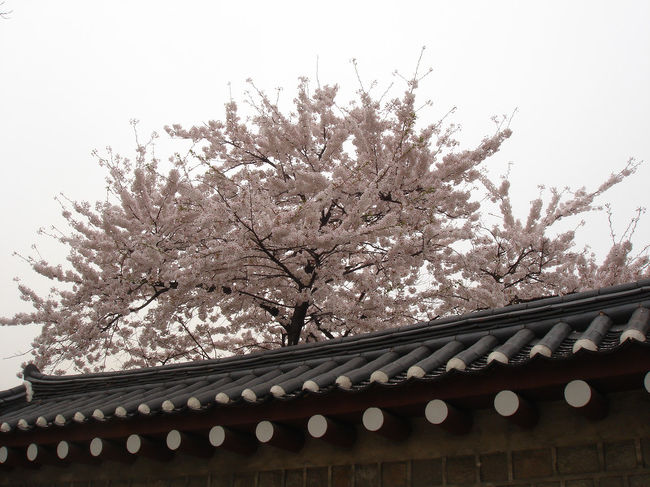 いま桜が見頃です。花見を逃した方はGo Seoulです。