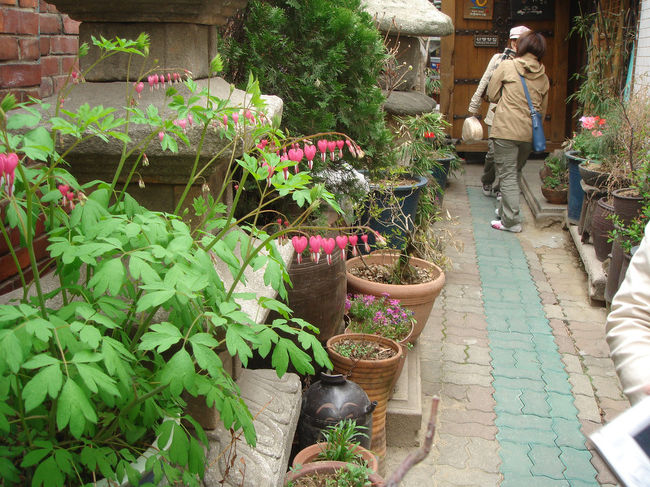 そのカフェの路地にハートの形の花を付けたハート草(そう命名しました)がひっそりと咲いていました。このハート草、四葉のクローバーの比でないくらいのパワー(主にラブ系)がありそうです。<br />根拠なんてありません、ただそう思っただけです。