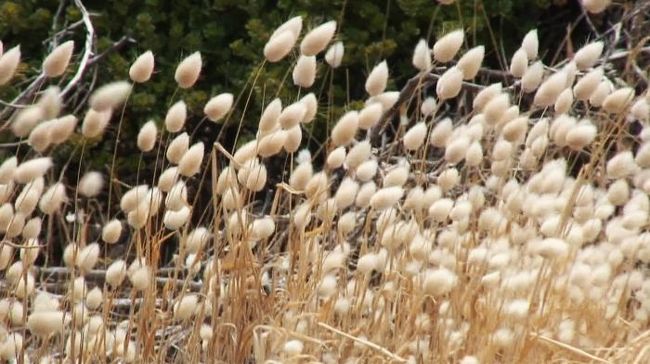 ねこじゃらしの群生　エスペランス