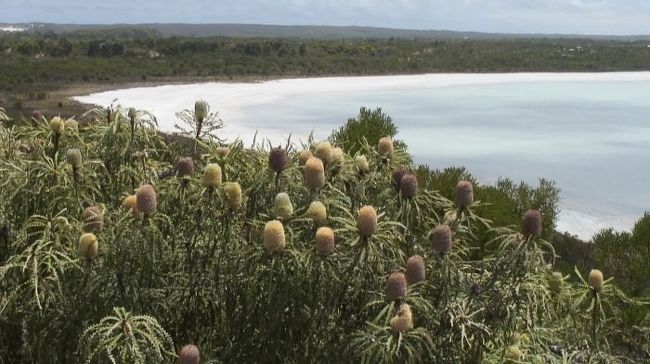 ピンクレーク。手前に見えるのはクリスマスの木？