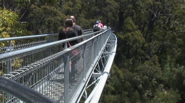 Top Tree Walk 60mの木間を歩ける貴重な体験ができます。<br />揺れるけれど、とても気持ちがいいです。