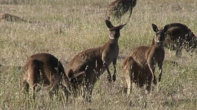 カンガルー。マーガレットリバーの泊まったロッジの近くにて。<br />