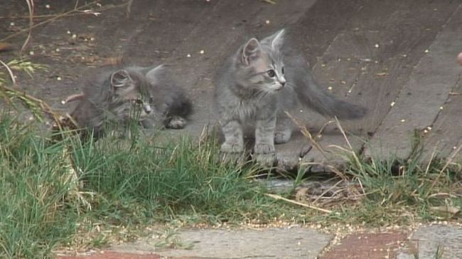 子猫はかわいい