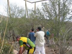 Arizona-Sonora Desert Museum
砂漠博物館

サワロ公園(西)に隣接する博物館。人工的に作った植物園が自然の国立公園にかなうはずがない、と思っていたが行ってみるとこれほど楽しめる博物館はない。全米でもトップミュージアムに選ばれている。サワロ公園では人影もまばらだったが、ここは入園チケットを買う人たちが長蛇の列を作っていた。
「砂漠の全てがある」という宣伝文句はうそではない。