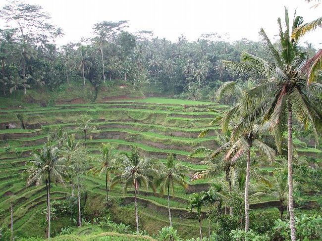 ウブドからさらに奥にある、テガラランです。運転手さんにここに行きたいと本を見せると連れてきてくれくれました。目の前に広がるライステラスは、本当にすばらしかったです。実は、雨が少し降ってしっとりとした風景になっています。でも、またそれもよかったかも・・・