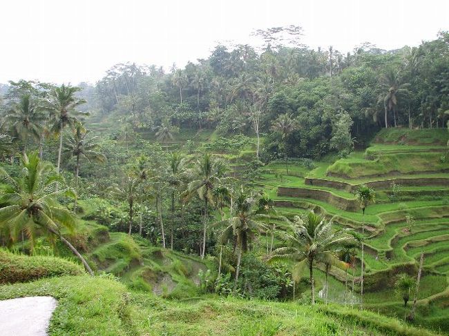 雨上がりのライステラスです。日本にも棚田はありますが棚田のなかに椰子の木がありました。雨季なので緑がきれいです。