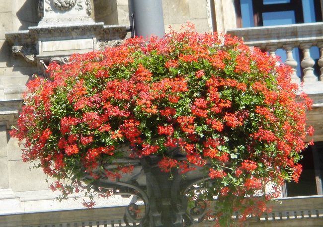 アンドラーシ大通り<br />街路の花飾り　車窓より