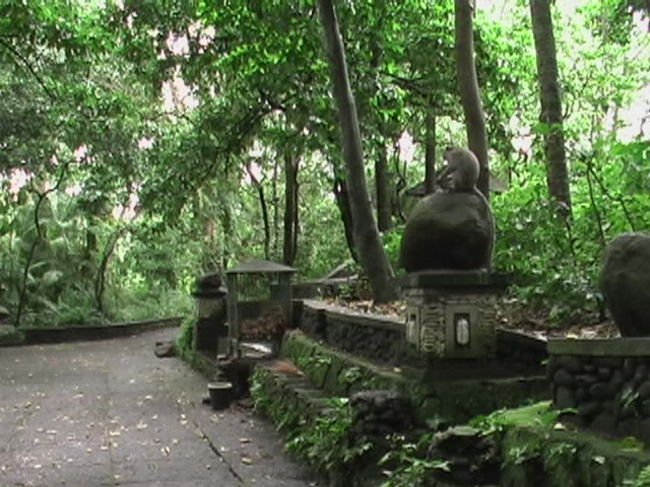 アシタバ工房から走ること１時間でウブドゥのモンキーフォレストに到着野生のサルをみながらジャランジャラン（散歩）しました。