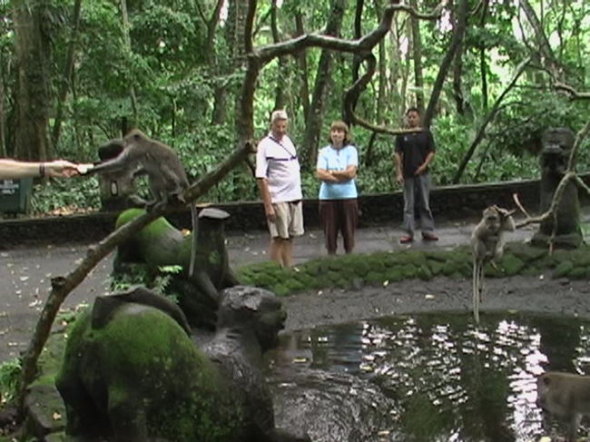 野生のサルがえさをもらっていました。ここでも欧米人の人ばかりでした。