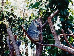 Koala

カランビン自然動物公園は27ヘクタールの中に、オーストラリア原産動物がたくさん飼育されています。
なかでもコアラ・カンガルーなどが放し飼いになっていて自然の状態で動物と触れ合うことができます。
コアラってどこでも抱けるのかと思いきや州によって様々な制限があって、シドニーがあるニューサウスウェールズ州ではコアラ抱っこが禁止されております。

しかしここクィーンズランド州では大丈夫みたいです。
(他には南オーストラリア州(アデレード)・西オーストラリア州(パース)でも抱っこが可能)

カメラマンが撮るのですが、いくらかお金とられたなぁ…。
良いカメラを使ってるだけあって写真の仕上がりは最高ですよ。
記念になりますので、行った際は是非！

こんなに広いと歩きまわるのは大変…
ということで園内には全長2.5kmのミニチュアトレインがありますので御安心を。
園内は鳥も多くかなり大きなな鳥も放し飼いにされているので、時間をかけてゆっくり回るのもいいかもしれません。