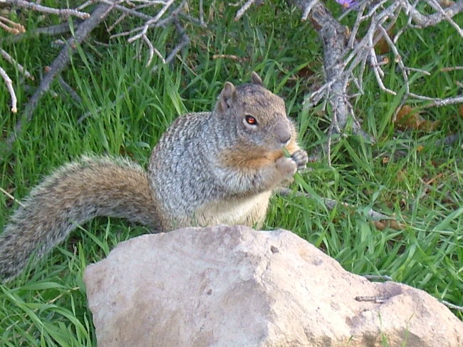 ｸﾞﾗﾝﾄﾞｷｬﾆｵﾝで見つけたリス？です。カワイイからって手を出してかまれると、毒持ってるらしいよ？？