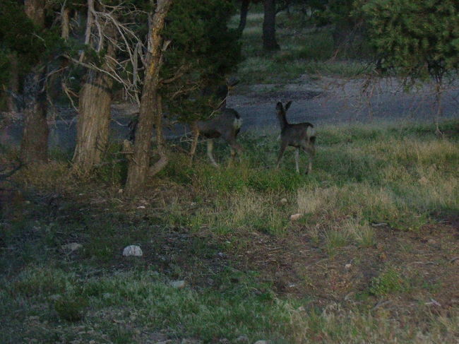 みえねーかな？見えネーだろうなあ。。一応鹿を撮影しました。逃げちまったﾖ；；