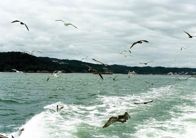 松島島巡り観光船より<br /><br />船内でカモメの餌（かっぱえびせん）が100円で売っており、餌付けすることができます。<br />手で餌を持ってるとくちばしで持っていきます。<br />このカモメは１周ずっとついてきて卑しい（笑）<br />観光船に乗るとまた違った松島が見ることができけっこうお勧めかも！<br /><br />笹かま食べて仙台お土産定番の萩の月を買って仙台へ。<br />1時間もしないうちに仙台へ到着。<br />どこで食べていいかもわからずとりあえず本屋さんへいって立ち読み。<br />どうやら『きすけ』というお店が有名らしく、そこへ向かう。<br /><br />時計を15時回ってるというのに店内はけっこう人でうまってたかな？<br />とりあえず牛タン定食（塩）を注文ししばし待つ。<br />料理が運ばれてきたので、ここでメニューの紹介。<br /><br />牛タン（塩）にきゅうりの浅漬け、テール（しっぽ）のスープにご飯（普通のご飯ではないような気がした）<br /><br />普通口にする牛タンよりちょいとかためですが、味が抜群に美味しい。<br />（当たり前か？）<br />何よりも今回の旅のなかで食したものの中で一番これが美味しいかも・・・・<br /><br />ホントにこれは美味しかった♪<br />今まではなんの牛タンを食べたんだろうなぁ～<br /><br />お腹もいっぱいになったところで、仙台といえば青葉城ということで立ち寄ってきました。