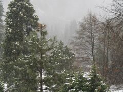ヨセミテ公園内に入ると雪は大分積もっていて、周りの山はかすんで見えない。静まり返った森の中は別世界のようだ。