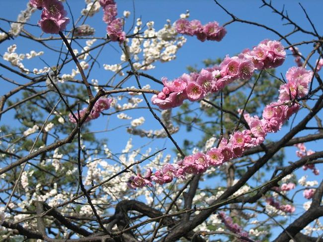 ここでも梅が満開