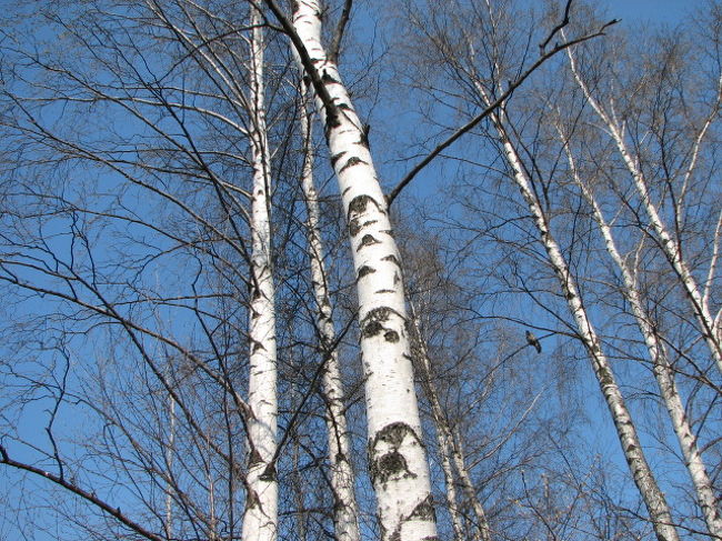 公園の木。フィンランド国旗と同じカラーだ！