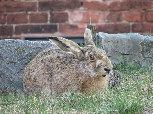 ピーターラビットを想起した。結構でかい！