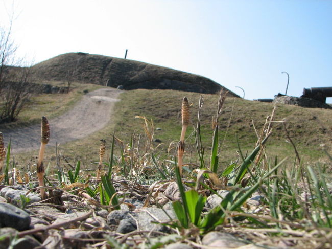 フィンランドにてつくしんぼ発見！