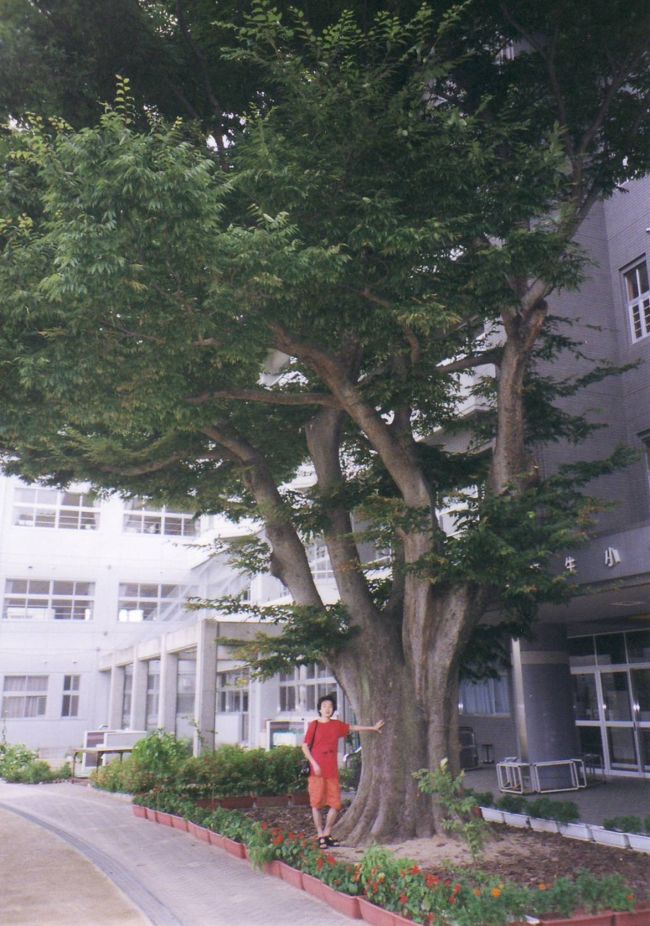 伊勢で夫が２年間通っていた小学校の校庭。<br />大きな木！！