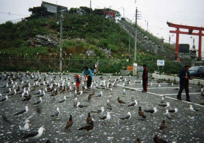 八戸側の蕪島。ウミネコの繁殖地となってて、カッパえびせんを投げると、大変なことに！！！<br />