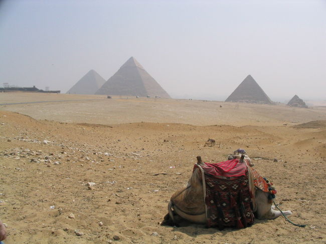 ギザの３大ピラミッドを見つめるラクダさんの後ろ姿。
