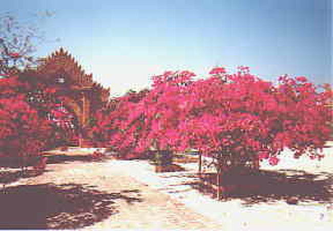 バガンの恐ろしく美しいブーゲンビリア。