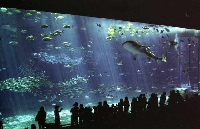 水族館に到着。<br />かなり充実した水族館です。<br />ジンベイザメが自由に泳ぎまわれる<br />巨大な水槽がありました。<br /><br />外でのイルカのショーも楽しい。<br />水族館とは別棟で、無料で見られるようでした。