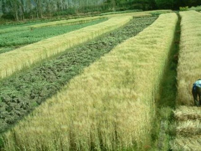 バスの中から撮影。田んぼが本当に美しいです