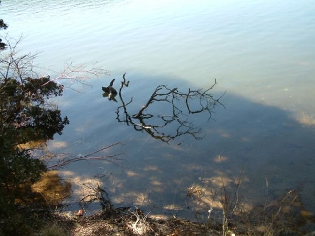 ビタ海<br />とにかくきれいだった。<br />特異な気候から独特の生態系を持っているそうです