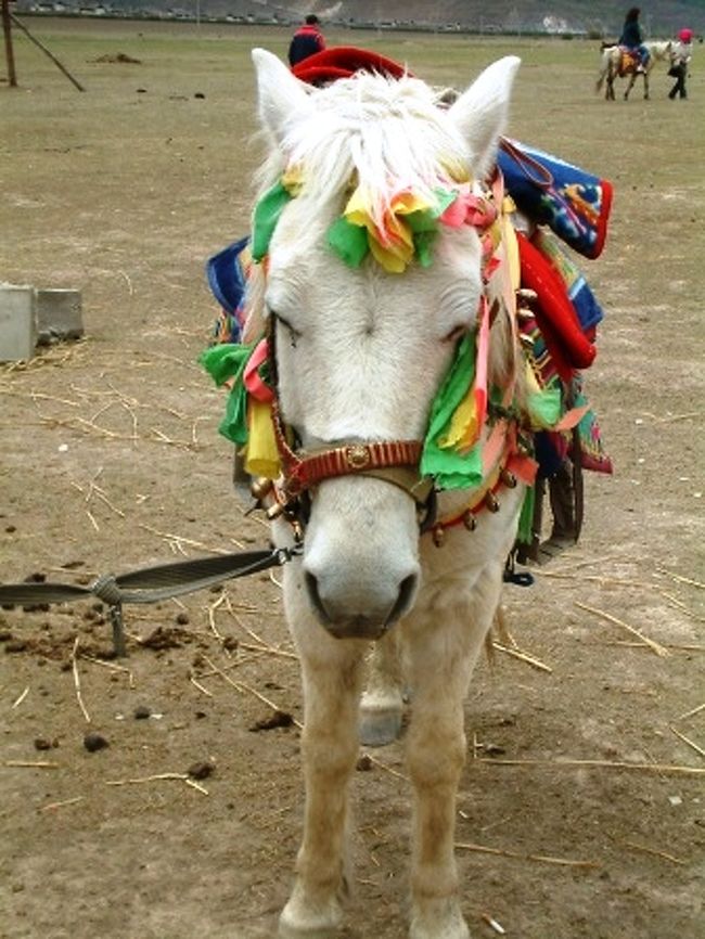 ナパ海（草原）にて馬に乗せてもらえます<br />まさに草原で天気がよければ山も近くに見えて、いい景色です