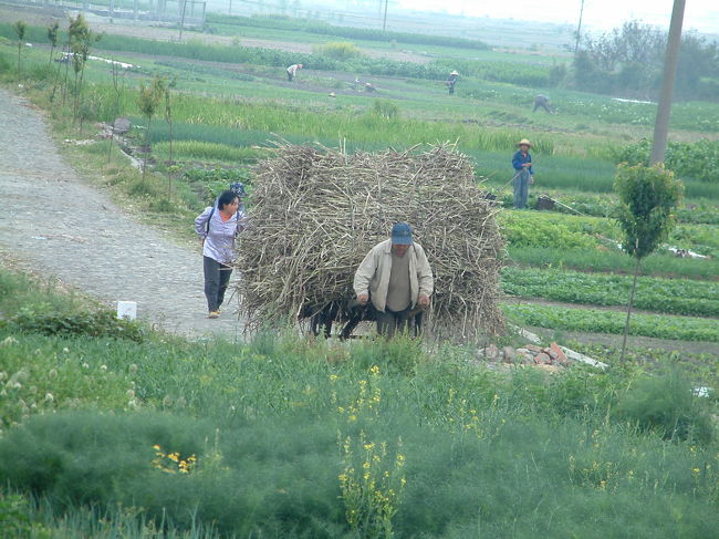 大理は街を少し離れると田んぼや畑が広がる
