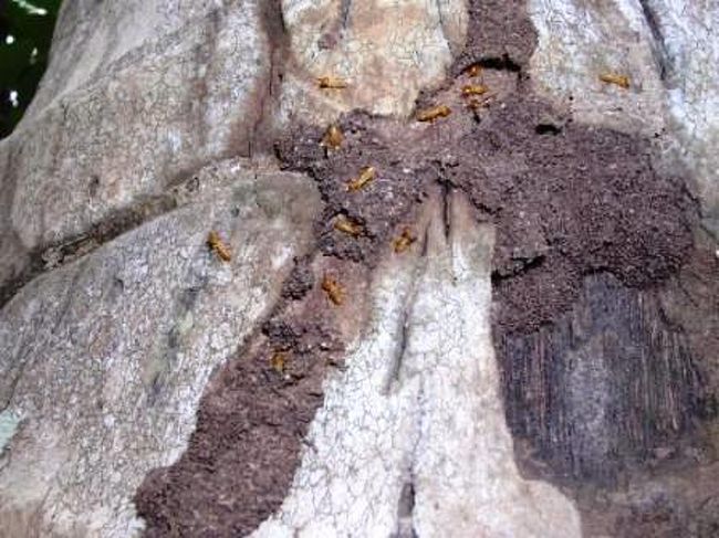 これはシロアリ。地元の人はふりかけとして食べているというので食べてみました。ちょっとすっぱい