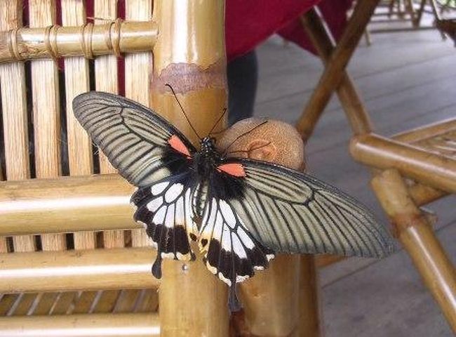 たまたま近くにとまったチョウチョ<br />でっかい！